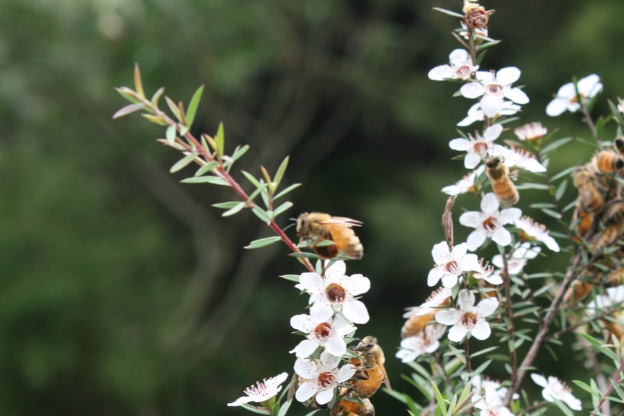 Der Teebaum und Manuka: zwei Elixiere in Australien