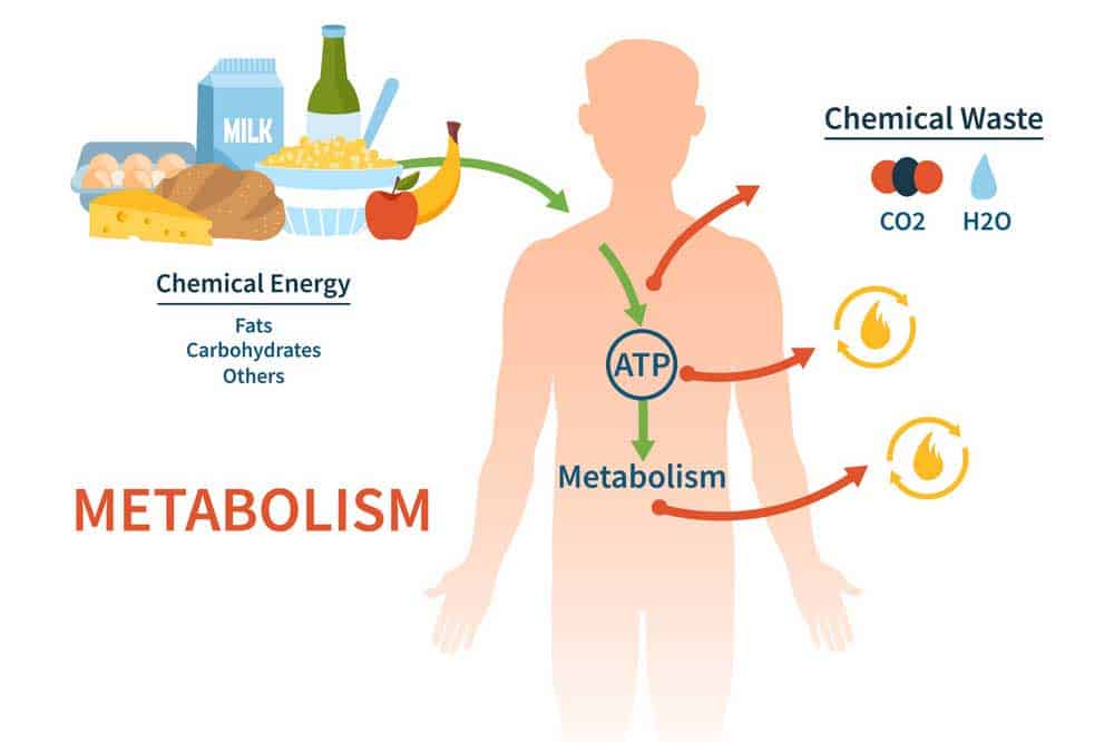 cosa-è-il-metabolismo