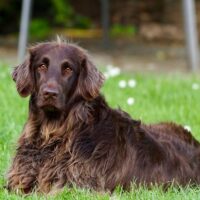 Die Gesundheit des Hundes: glänzendes Haar als Zeichen seiner Gesundheit
